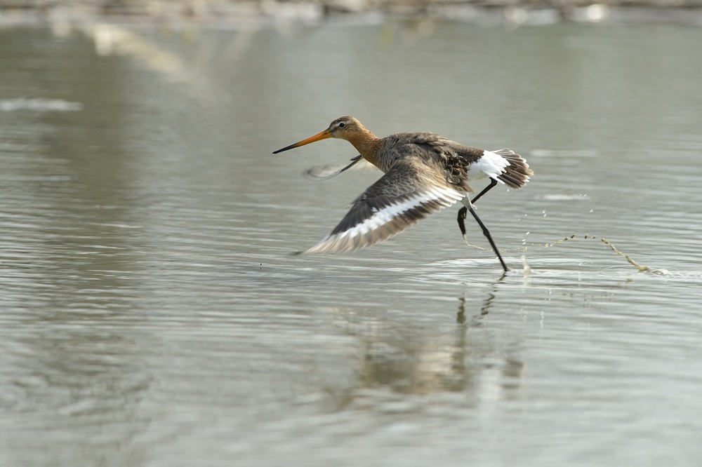 Atterraggio Pittima reale